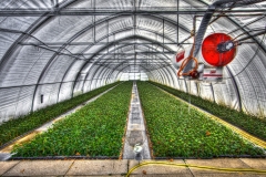 greenhouse-2546692_1920