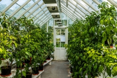 greenhouse-454510_1920